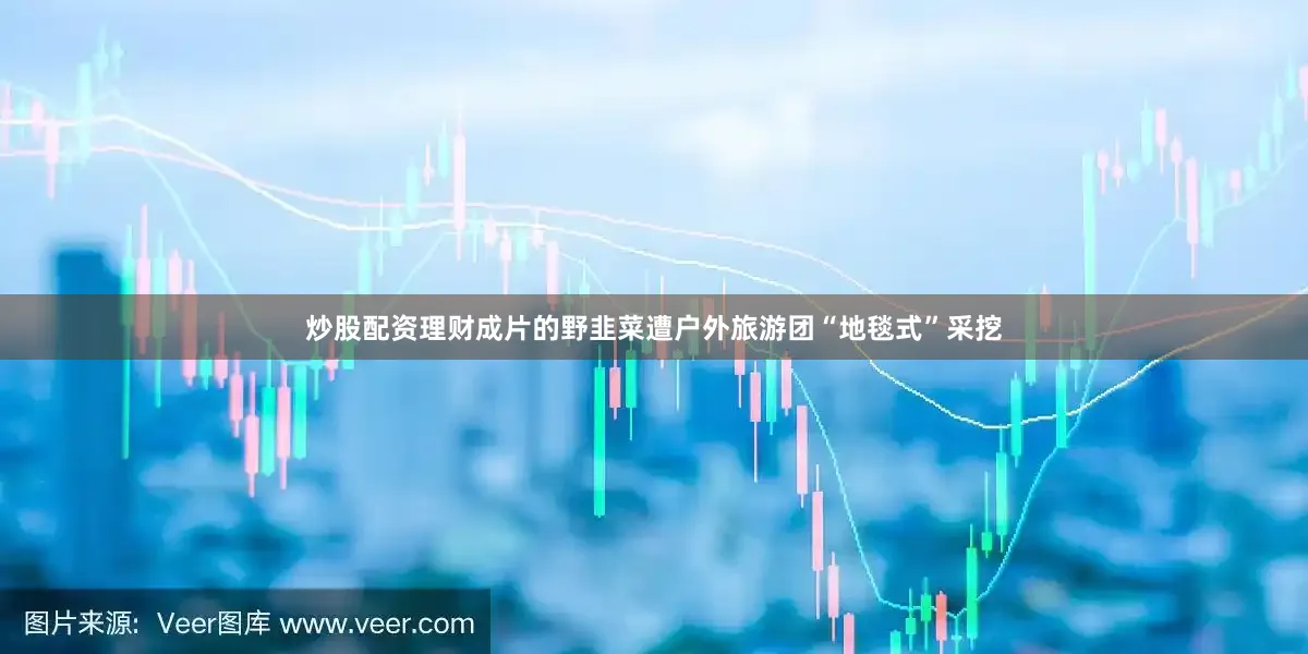 炒股配资理财成片的野韭菜遭户外旅游团“地毯式”采挖